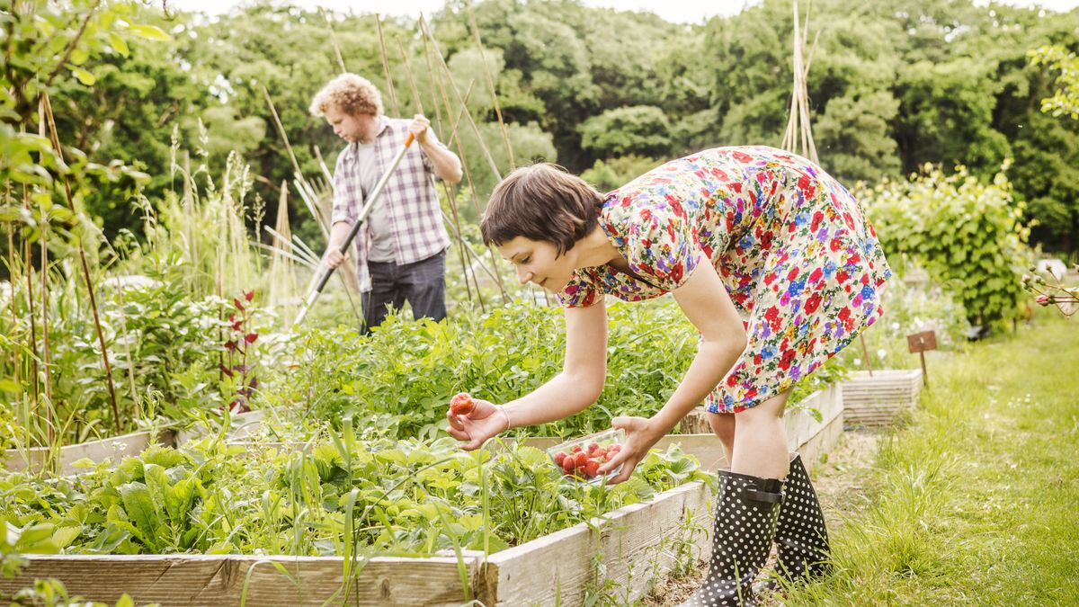 Organic gardening: expert guide on how to garden naturally