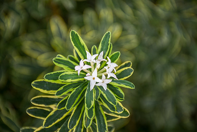 Plant conservation, research, and ecological horticulture at center of new