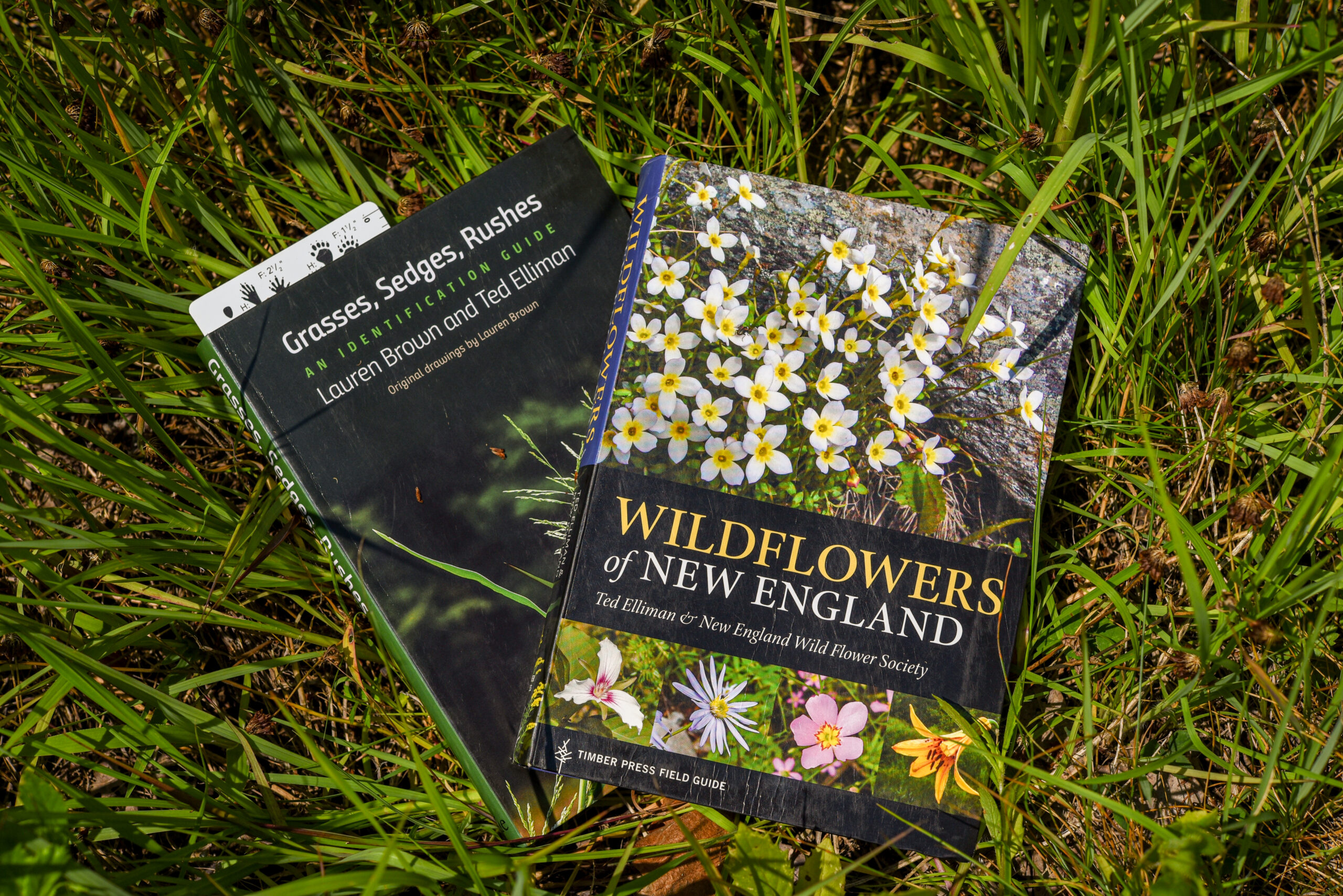 An Introduction to Native Plant ID