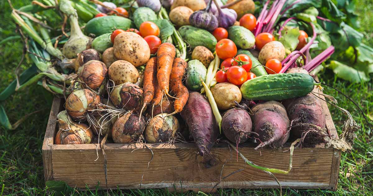 Organic Gardening 101: How to Get Started