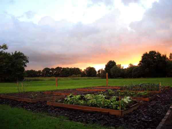 A Beginner’s Guide to Organic Gardening