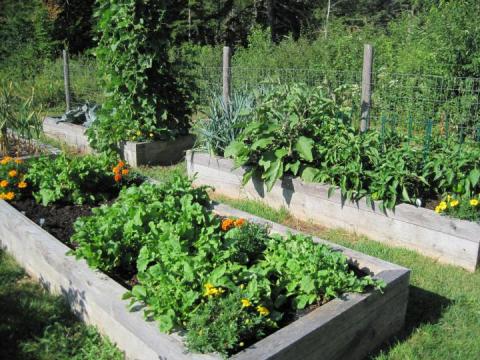 Organic Gardening Basics: How to Start an Organic Garden