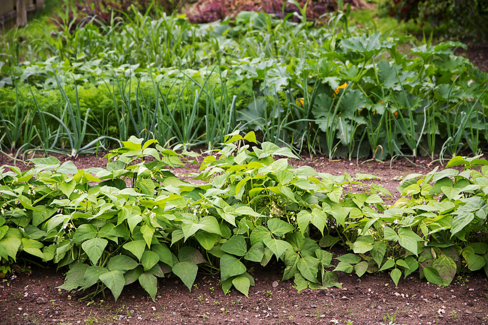 The Vegetable Gardener’s Guide to Crop Rotation